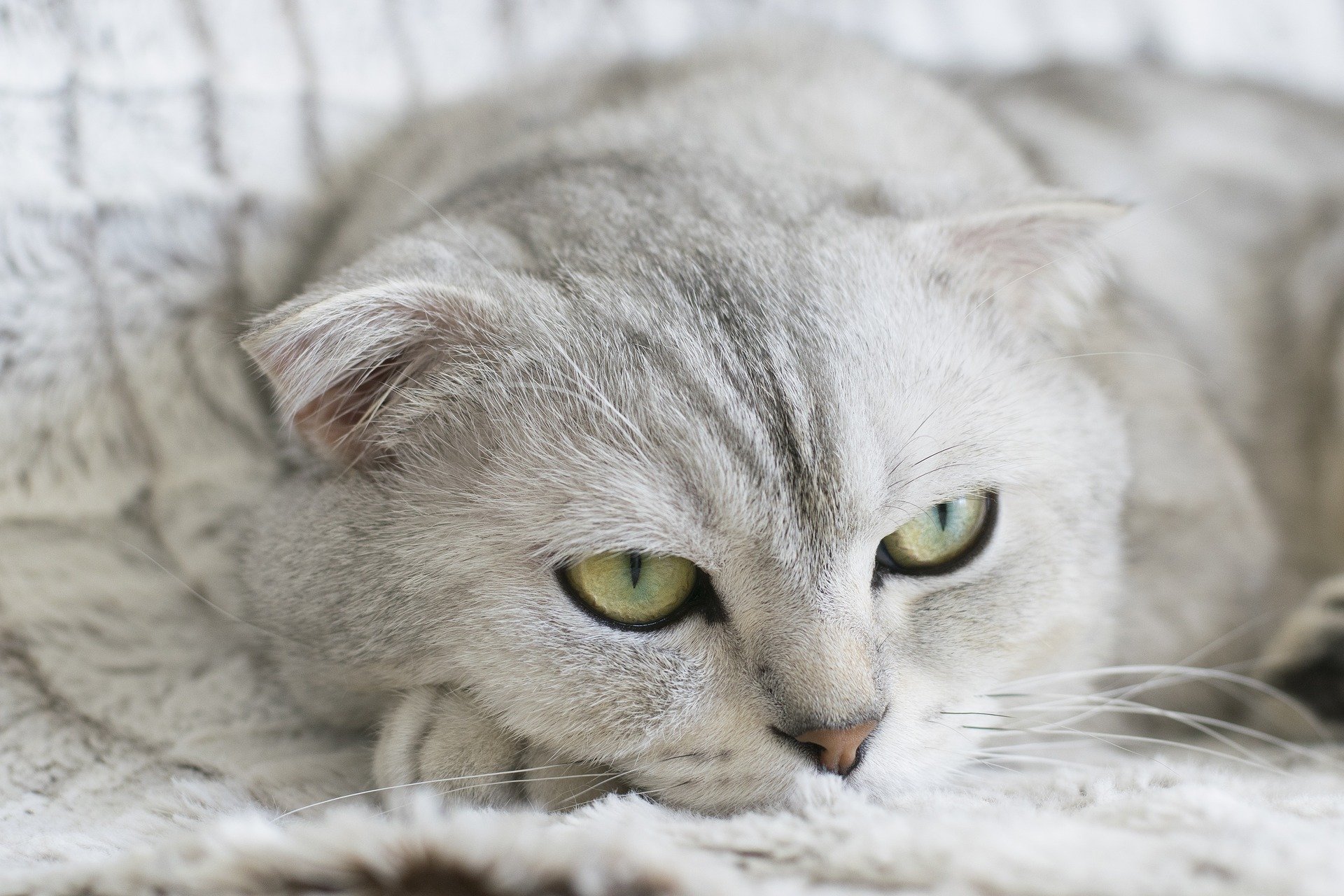 Il diabete è una malattia associata principalmente all’uomo. Tuttavia, si verifica anche nei nostri animali domestici a quattro zampe che fanno le fusa.